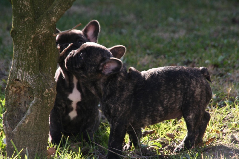 Du mas de l'ase - Bouledogue français - Portée née le 20/11/2012