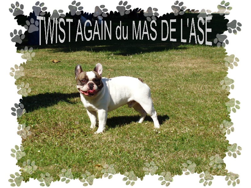 CH. Twist again Du mas de l'ase