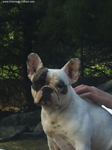 Toinette Du mas de l'ase
