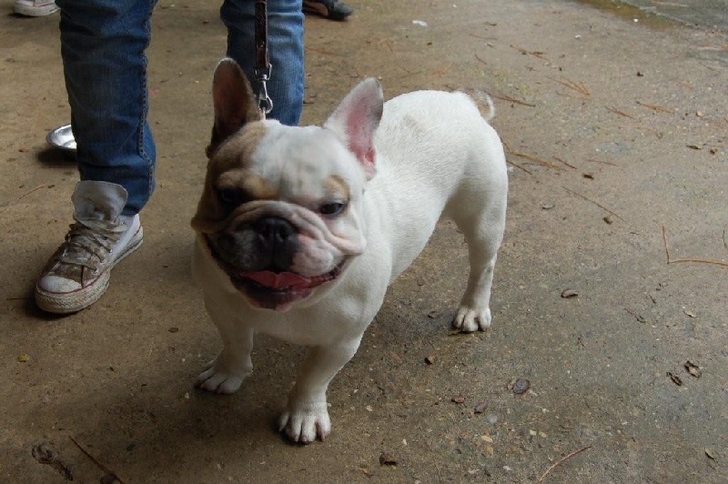 Diesel Du mas de l'ase