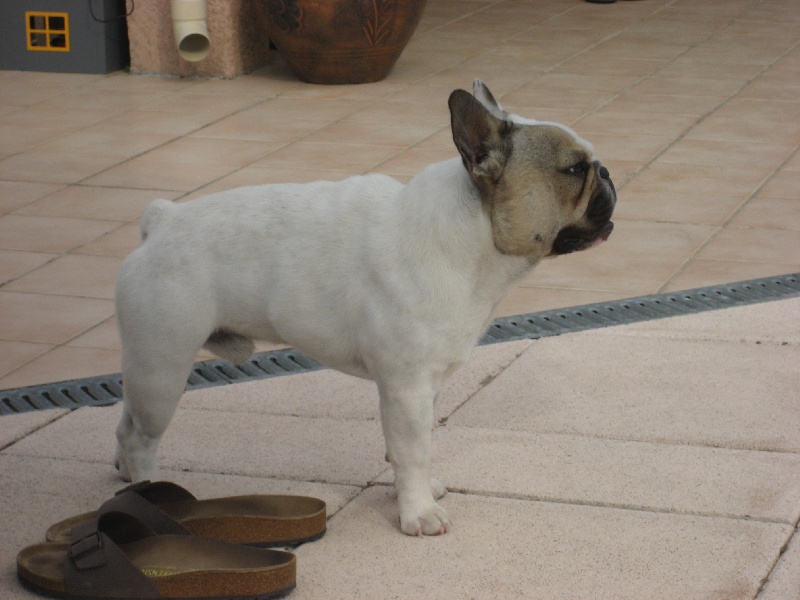 Dizzy gillespie Du mas de l'ase